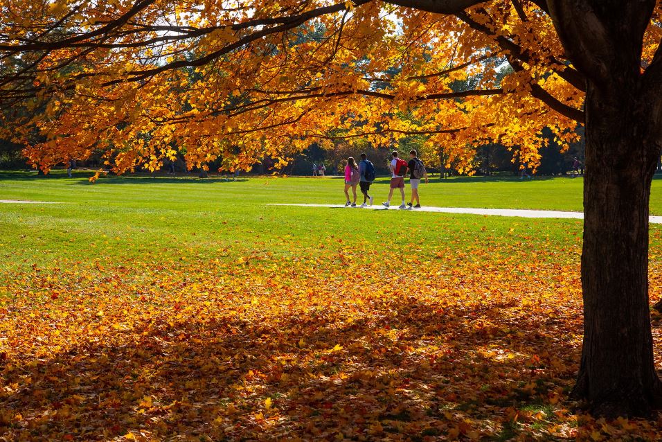 Students on campus near a tree with orange fall foliage