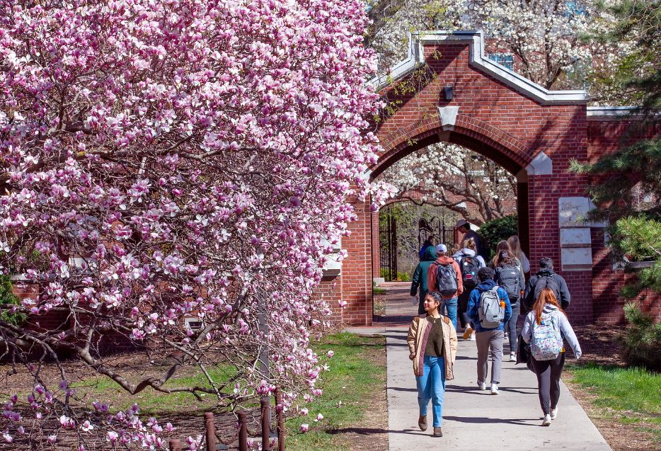 Students walking on campus near tree in spring bloom
